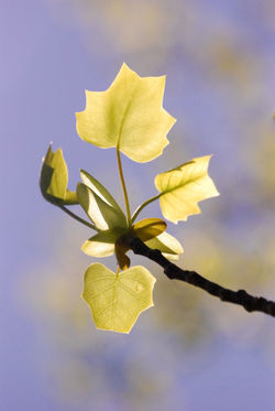Springtime 6410.jpg