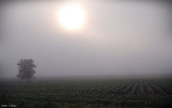 20080616 - Ukanotas rytas - Hazy morning 08.JPG