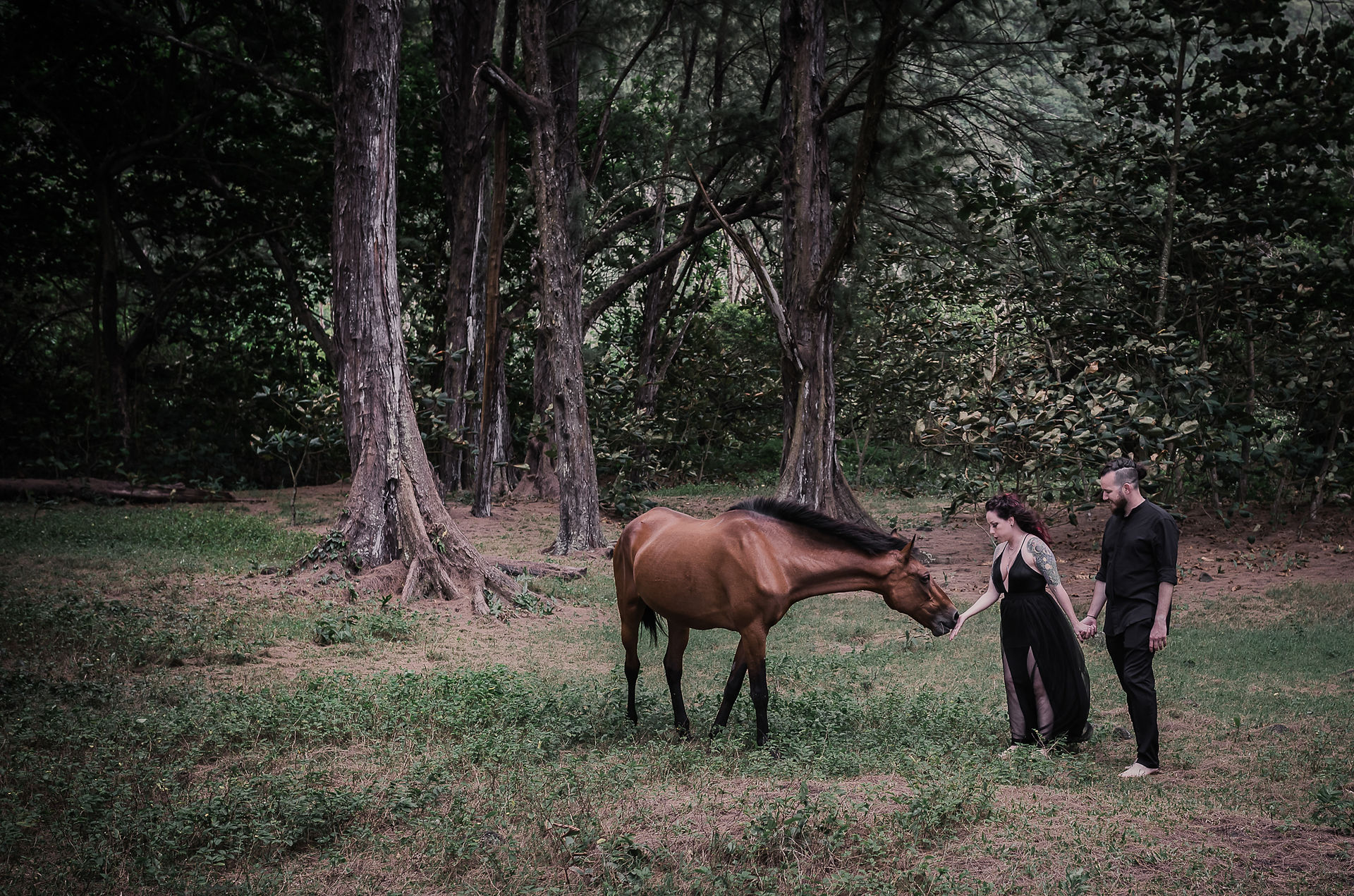 couple greeting wild horse