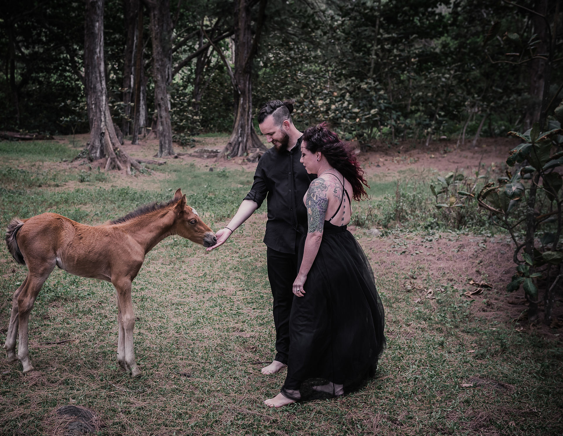 couple feeding wild horse
