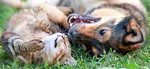 chien et chat