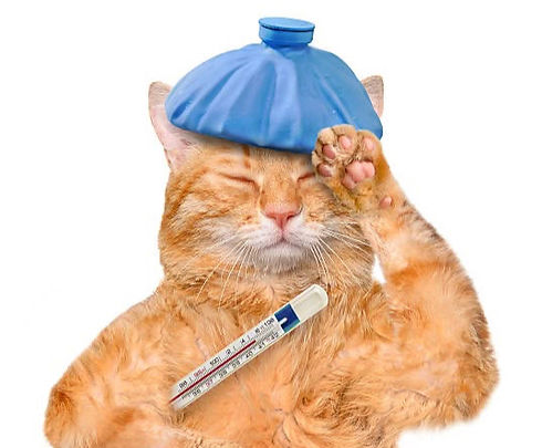 6 300+ Chat Malade Humour Photos, taleaux et images libre de droits_edited_edited.jpg