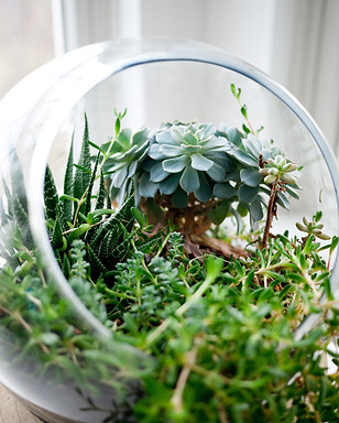 Decorative Succulent plants