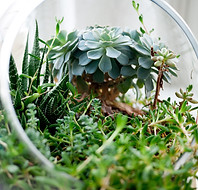 Decorative Succulent plants