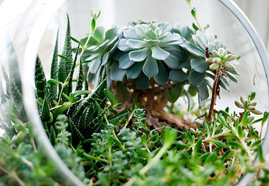 Succulent Terrarium