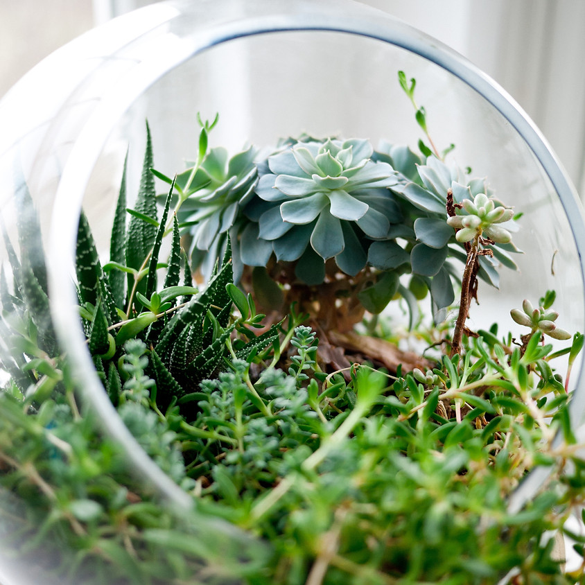 Terrarium Tuesday with 2SipsPlantingParties