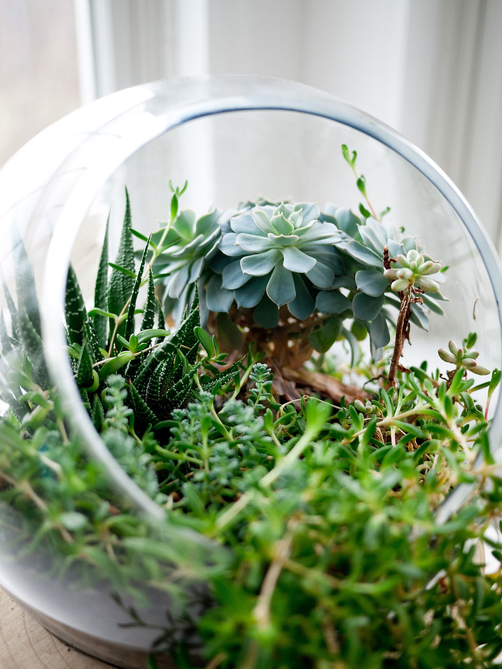 Succulent Terrarium