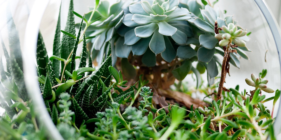 Succulent Plants Class