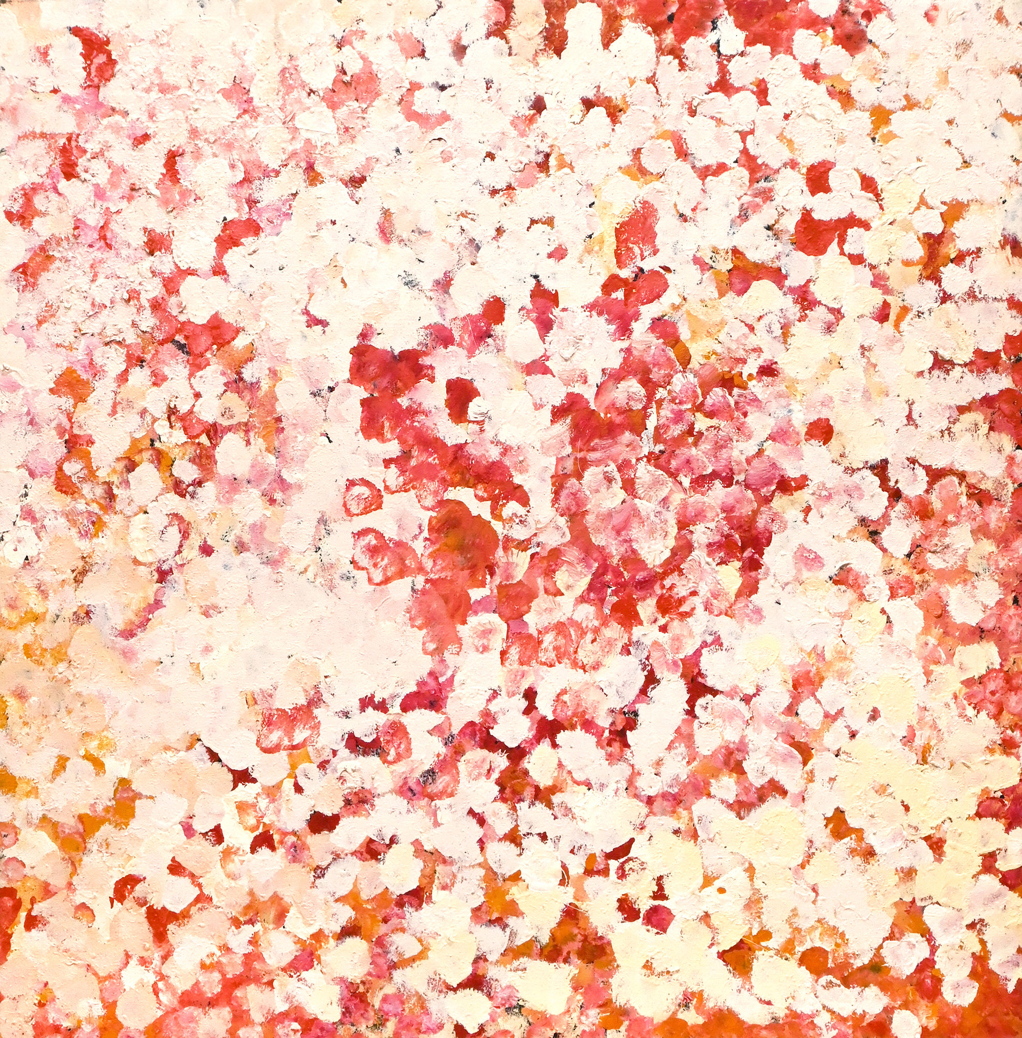 POLY NGAL - ANWEKETY (CONKERBERRY)