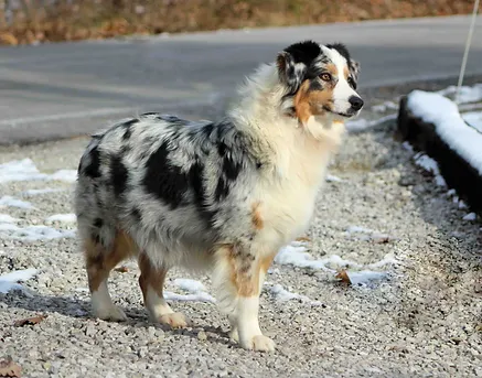 Gcoutlaws Com Available Australian Shepherd Puppies Lexington Kentucky