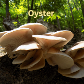 Oyster Mushroom (Pleurotus ostreatus)