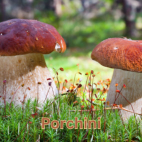 Porcini (Boletus edulis)