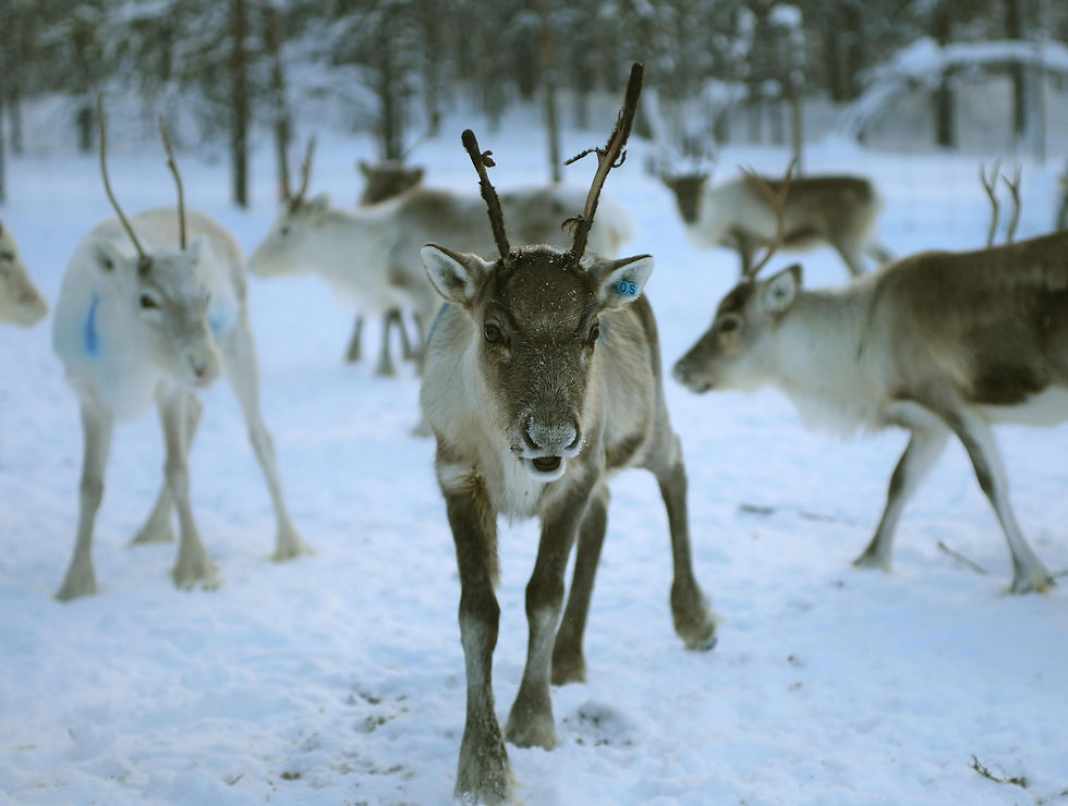 tarjapruess-reindeer-4755829_1920.jpg
