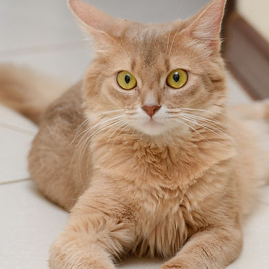 Somali cat indoors.jpg