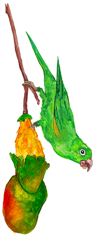 parrot eating mango copy.png