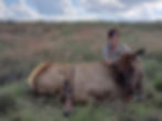 Morren Cow Elk