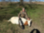 Scimitar-Horned Oryx