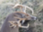 Bruiser 2