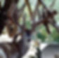 Jake the Dream Buck