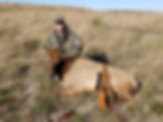Taylor Cow Elk