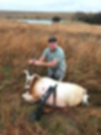 Scimitar-Horned Oryx