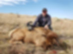 Elliott Cow Elk