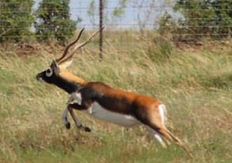 blackbuck