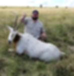 Scimitar-Horned Oryx