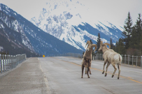 Moving to Lake Louise FAQ