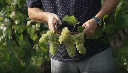Vigneron jurassien tient dans ses mains un sécateur et une grappe de raisin, vendanges