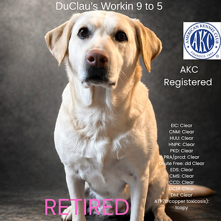 EIC Clear CNM Clear HUU Clear HNPK Clear PKD Clear PRAprcd Clear Dilute Free dd Clear EDS Clear CMS Clear CCD Clear DCM Clear DM Clear ATP7B copper toxicosis) 1copy.png