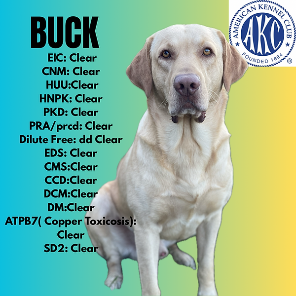 Crooked Creek’s Buck.png