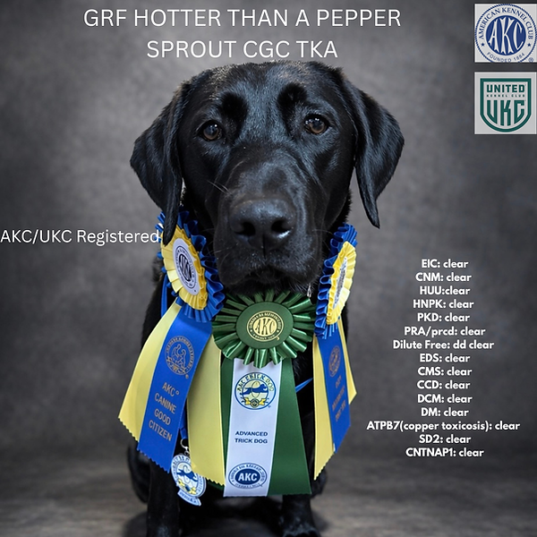 EIC clear CNM clear HUUclear HNPK clear PKD clear PRAprcd clear Dilute Free DD clear EDS clear CMS clear CCD clear DCM clear DM clear ATPB7(copper toxicosis) clear SD2 clear CNTNAP1 clear - 2.png