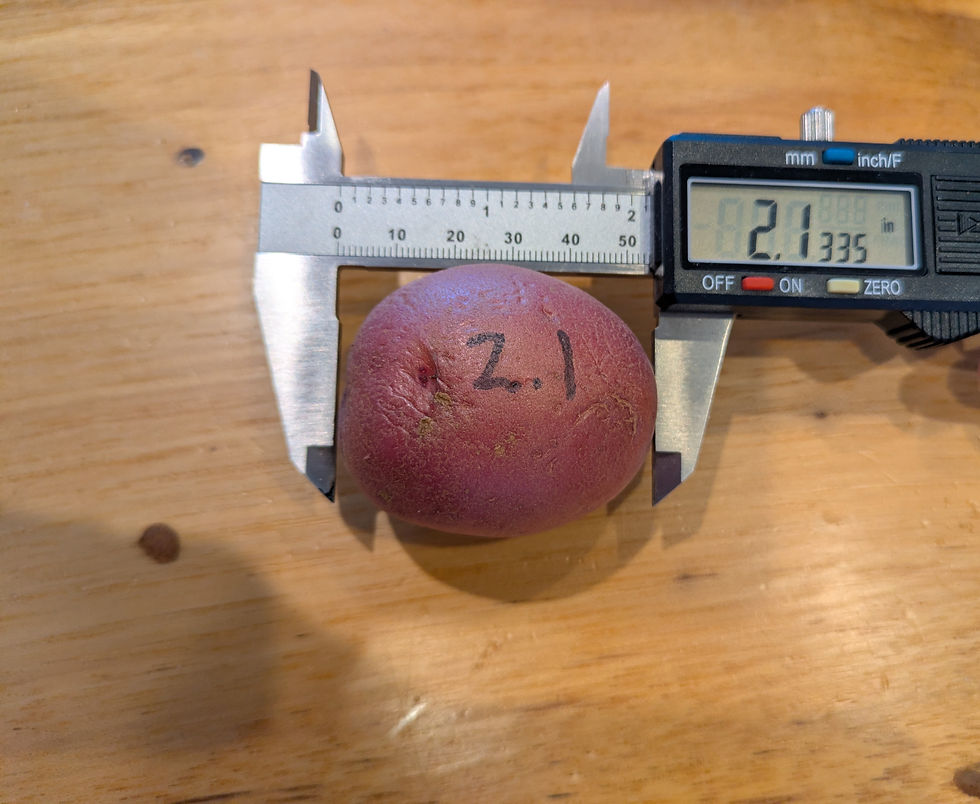 Figure 3. - Potatoes measured at largest dimension.