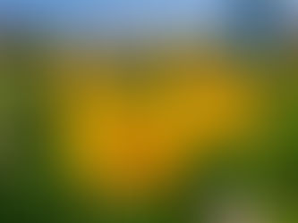 Lalele galbele poza de aproape pe un câmp plin de flori.