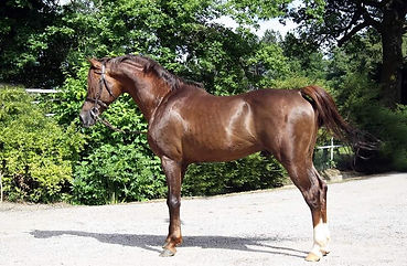 CYRANO C
