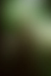 Earth Day | Hotel David | Florence