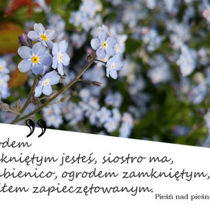 Niezapominajki w ogrodzie, tekst religijny: Ogrodem zamkniętym jesteś... Pieśń nad pieśniami 4,12 Dzień 8. Tło kwiatowe, nastrojowe.