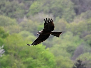 Carl Jung echoed this in his own way. He believed that wholeness comes not from perfection, but from integration — from acknowledging every part of ourselves, even the parts we’ve exiled to shadow.