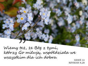 Niezapominajki w tle zieleni. Cytat w języku polskim dotyczący współpracy Boga dla dobra ludzi. Tekst: "Rzymian 8,28".