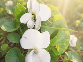 White violets blooming among green leaves in warm sunlight, with a soft, serene garden feel as a symbol of suffering of st. Faustina.