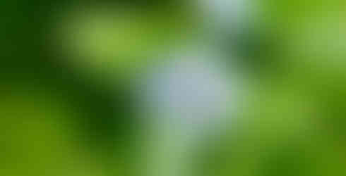 a close up of a single stem of forget-me-not in the garden as a symbol of Mary's protection