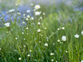 White daisies in a lush green field with a soft-focus background. A peaceful, natural setting with delicate wildflowers in bloom.