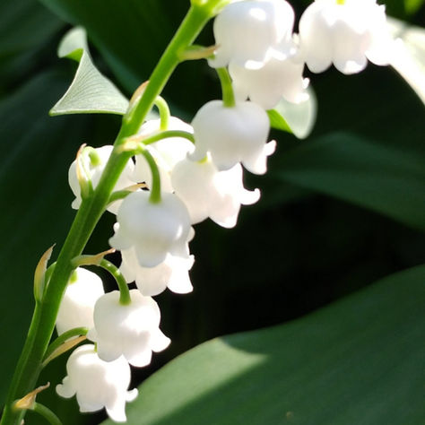 gałązka konwalii, symbolu czystości i posłuszeństwa