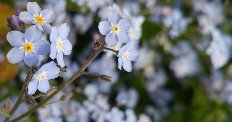 Niezapominajki -zblizenie na tle innych kwiatów.  Tęsknota niezapominajek - pamięć duszy o Bogu | Kwiatowe Karty Beatrice