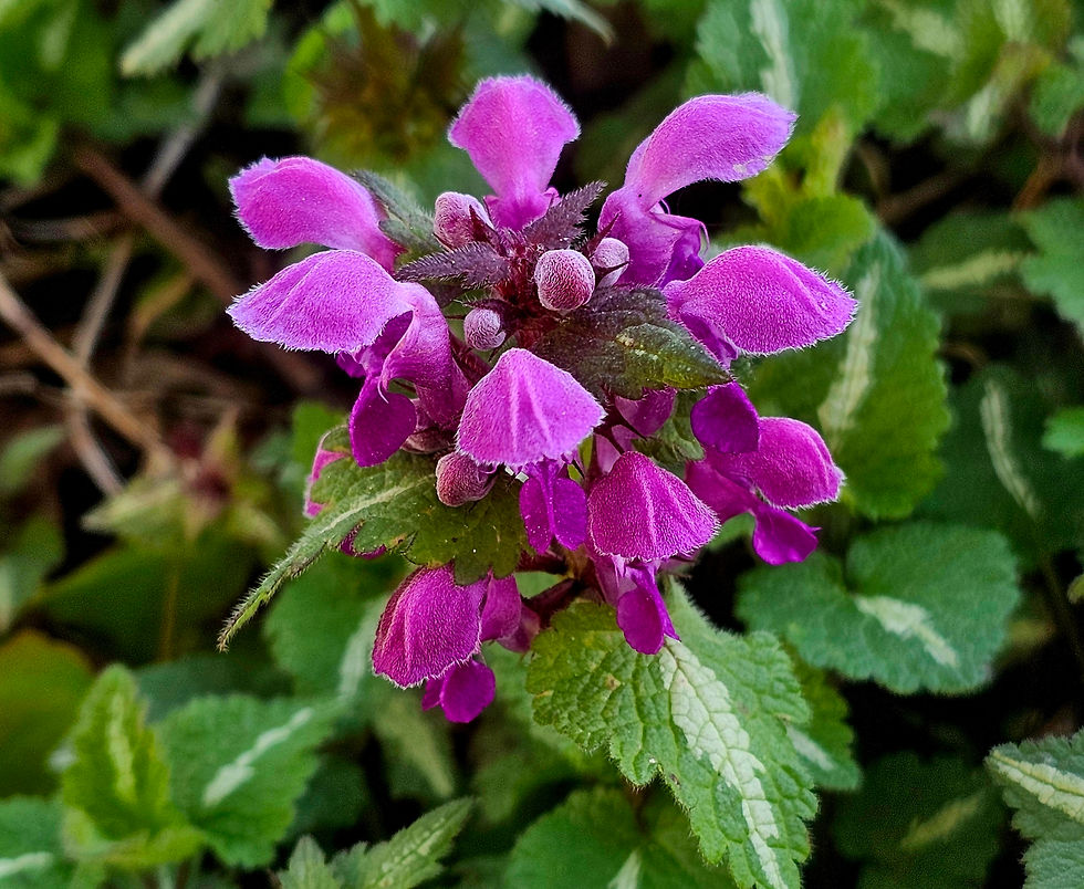 Fioletowy kwiat jsnoty purpurowej reprezentujacej purpurę Lidii z Tiartyry, na tle zielonych liści. Intensywne kolory kontrastują z ciemnym tłem, tworząc żywą atmosferę natury.