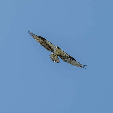 A single bird gracefully soaring high in a clear blue sky, wings fully extended, symbolizing freedom and spiritual ascent_