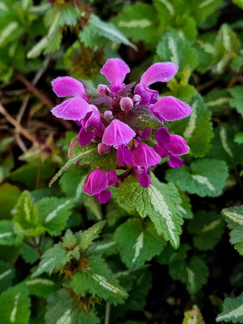A purple flower of purple dead-nettle representing the purple of Lydia of Thyatira, set against green leaves. Intense colors contrast with the dark background, creating a vivid atmosphere of nature.