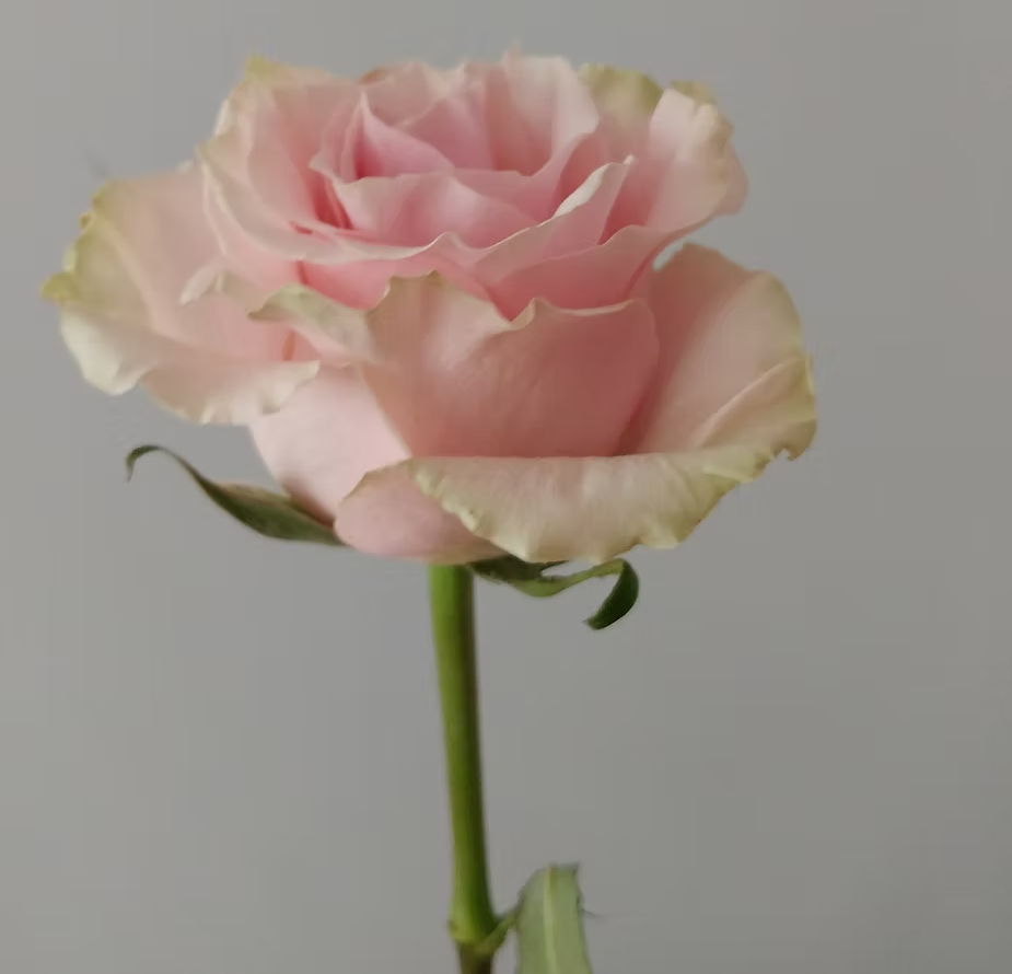 A single pink rose with delicate petals on a plain gray background, symbolizing the enduring spark of eros in relationships and the deep, faithful bond of philia—the love of true friendship and connection.