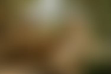 A serene, sunlit garden in ancient Nazareth inspired setting. A humble carpenter’s workshop blends into nature with olive trees, stone walls, and blooming lilies. In the center stands a beautifully handcrafted wooden bench, carved with delicate lily motifs. The atmosphere is peaceful and sacred.